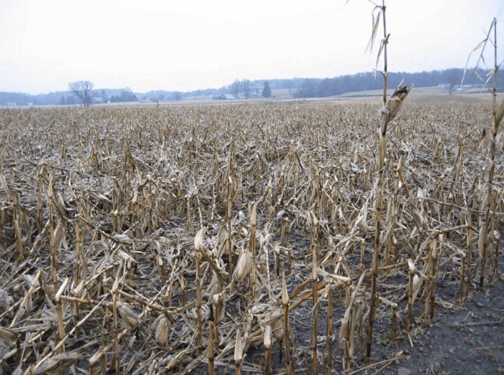 Schade door stengelrot of Fusarium in mais