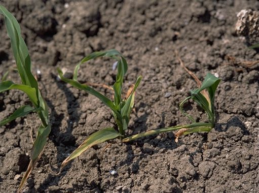 misvormde planten door Fritvlieg in mais