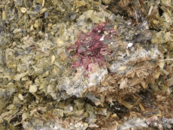 Monascus ruber