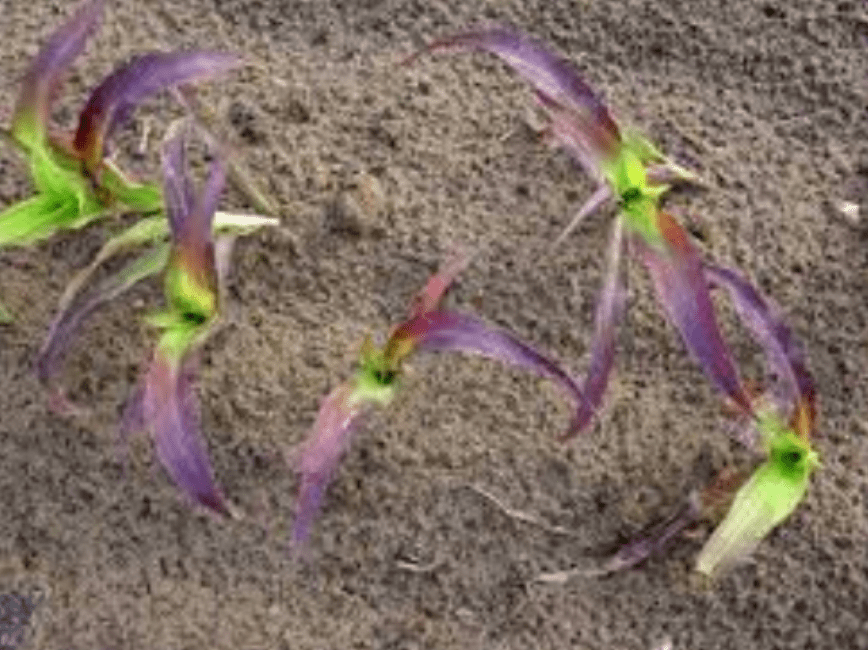 paarsverkleuring door fosfaattekort