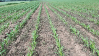 Resultaat 1 L Lontrel door de maismix