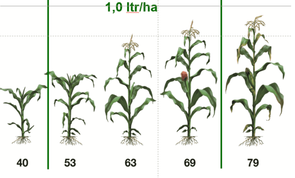 Voer een bespuiting uit vanaf pluim zichtbaar (BBCH 53) tot eind bloei (BBCH 69) met 1,0 L/ha Propulse