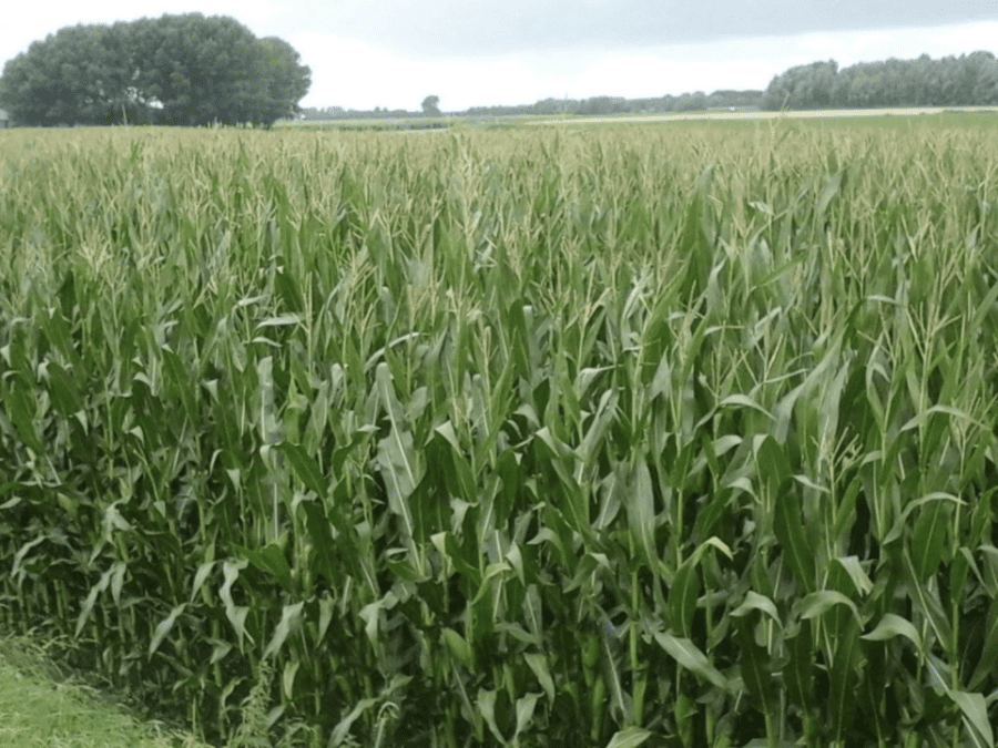 afb. vroege bloei geeft meer tijd voor kolfontwikkeling bij mais
KWS Unique dent 
Starplus Limagrain