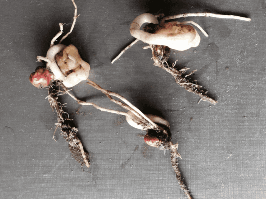 koudeschade kiemplantje draait weer de grond in